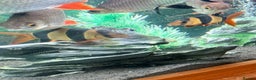Sharks fish for sale: 5Ft Fish Tank/All Fish/Ornaments/Filter - Advert 3