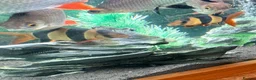 Sharks fish for sale: 5Ft Fish Tank/All Fish/Ornaments/Filter - Advert 3