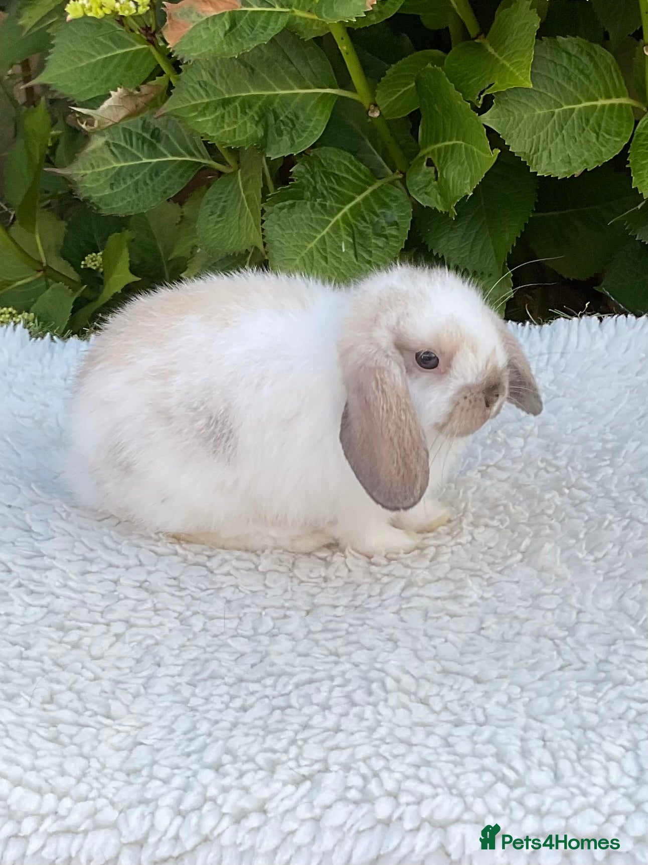 Mini Lop rabbits Pure bred mini lops baby rabbits. - Advert 2