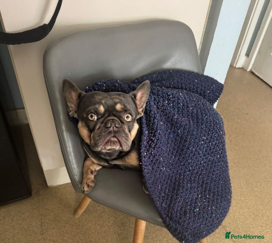 French Bulldog dogs for sale: Blue & Tan French Bulldog, 3yrs, Great With Kids - Advert 1