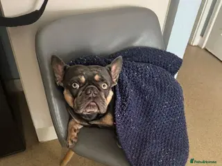 French Bulldog dogs Blue & Tan French Bulldog, 3yrs, Great With Kids - Advert 21