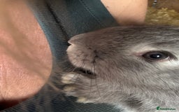 British Giant rabbits for sale: Giant rabbits  - Image 2