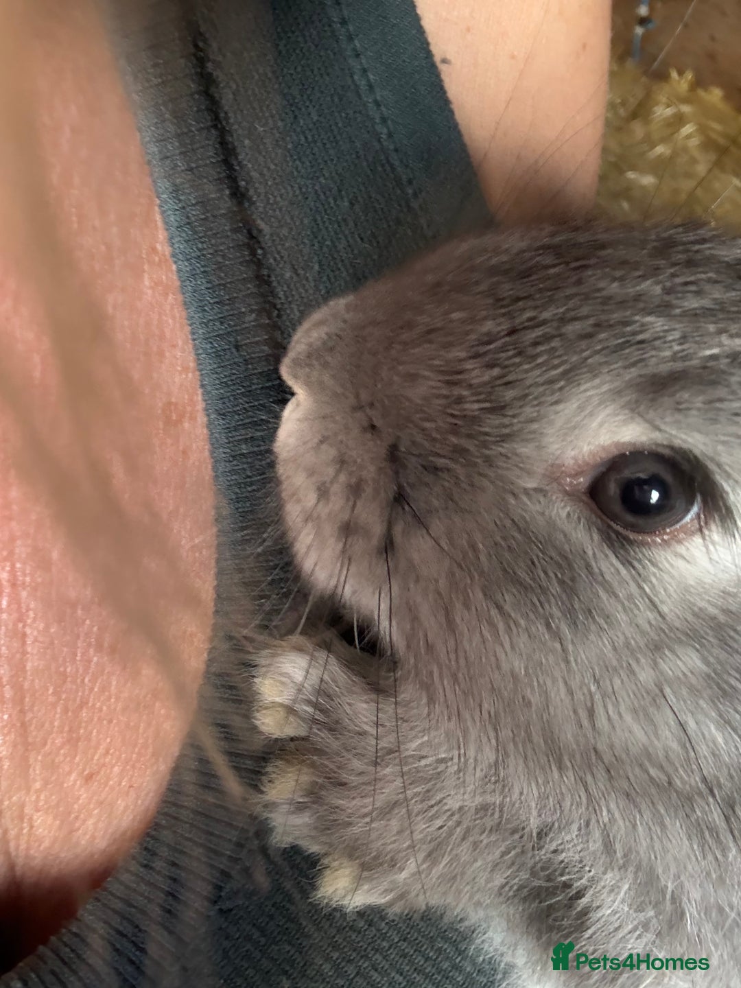 British Giant rabbits for sale: Giant rabbits  - Image 2