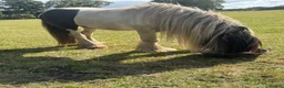 Irish Cob horses for sale: Sweet cob - Advert 5