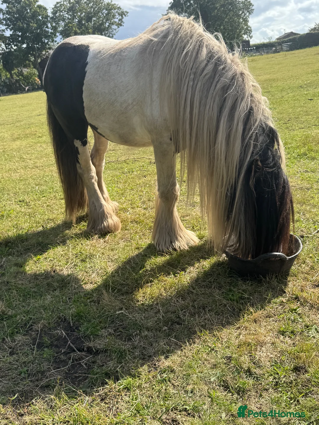 Irish Cob horses for sale: Sweet cob - Advert 5