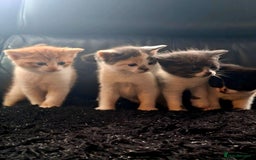 Mixed Breed cats for sale: Beautiful fluffy kittens for sale - Image 2