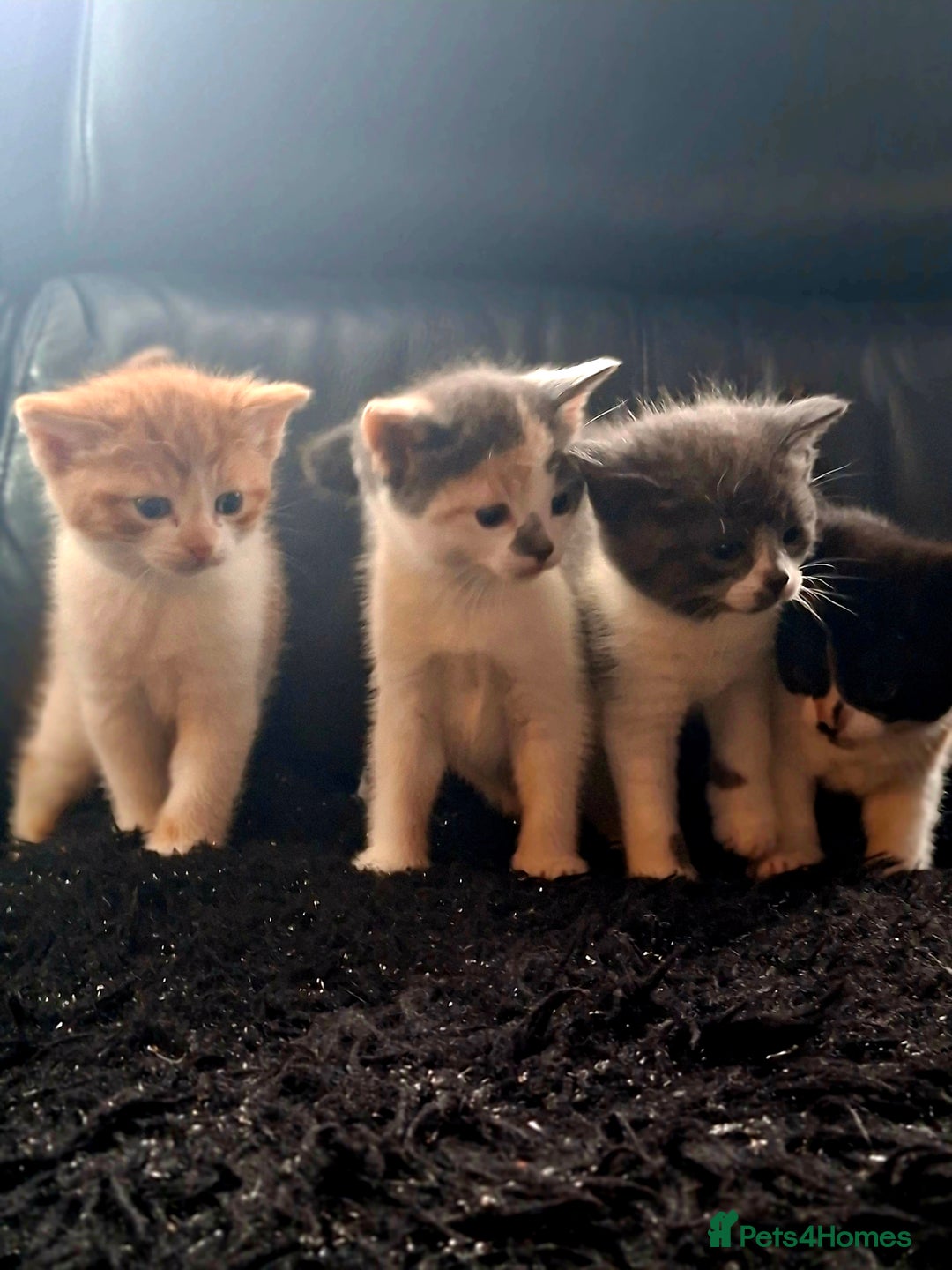Mixed Breed cats for sale: Beautiful fluffy kittens for sale - Image 2