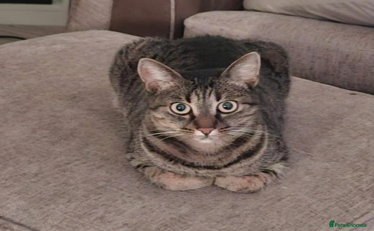 Mixed Breed cats - Advert 2