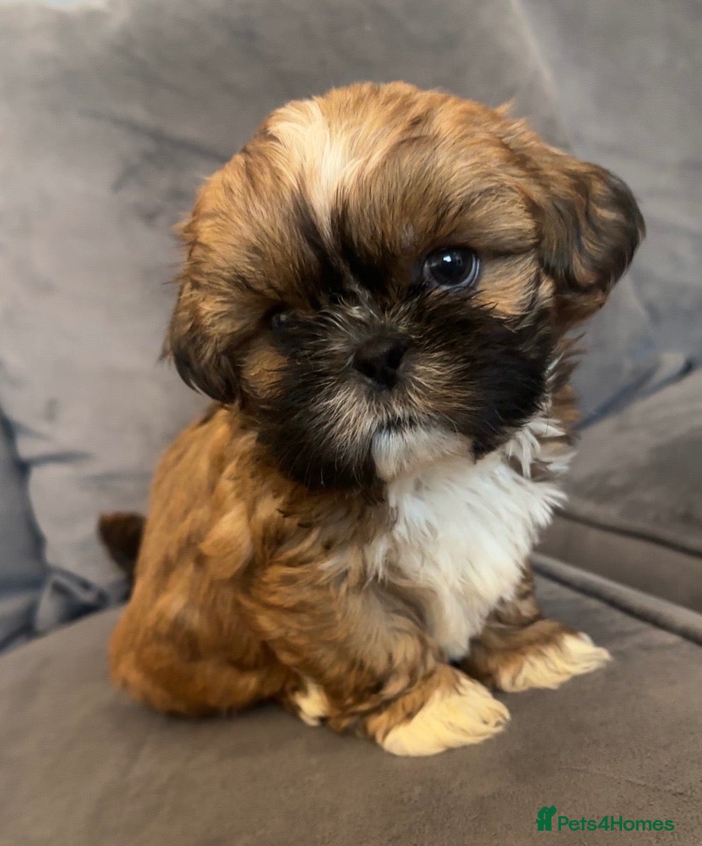 Shih Tzu dogs Stunning chocolate imperial Shih Tzu puppies  - Advert 6