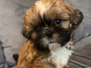 Shih Tzu dogs Stunning chocolate imperial Shih Tzu puppies - Advert 6