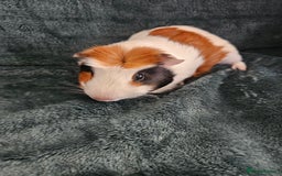 Guinea Pig rodents for sale: Male guinea pig - Image 2