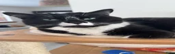 Mixed Breed cats for sale: Black and white kittens  - Advert 1
