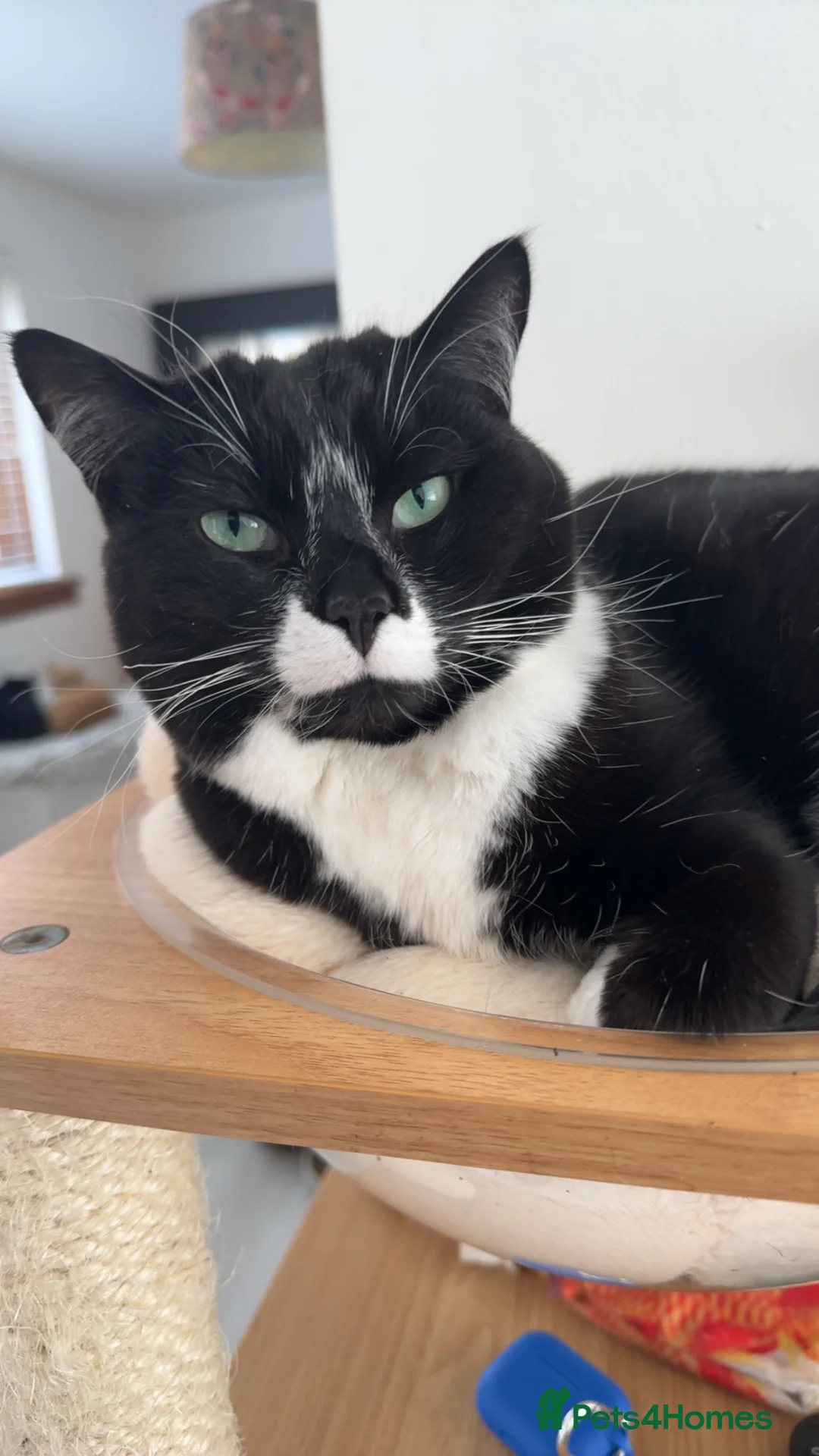 Mixed Breed cats for sale: Black and white kittens  - Advert 1