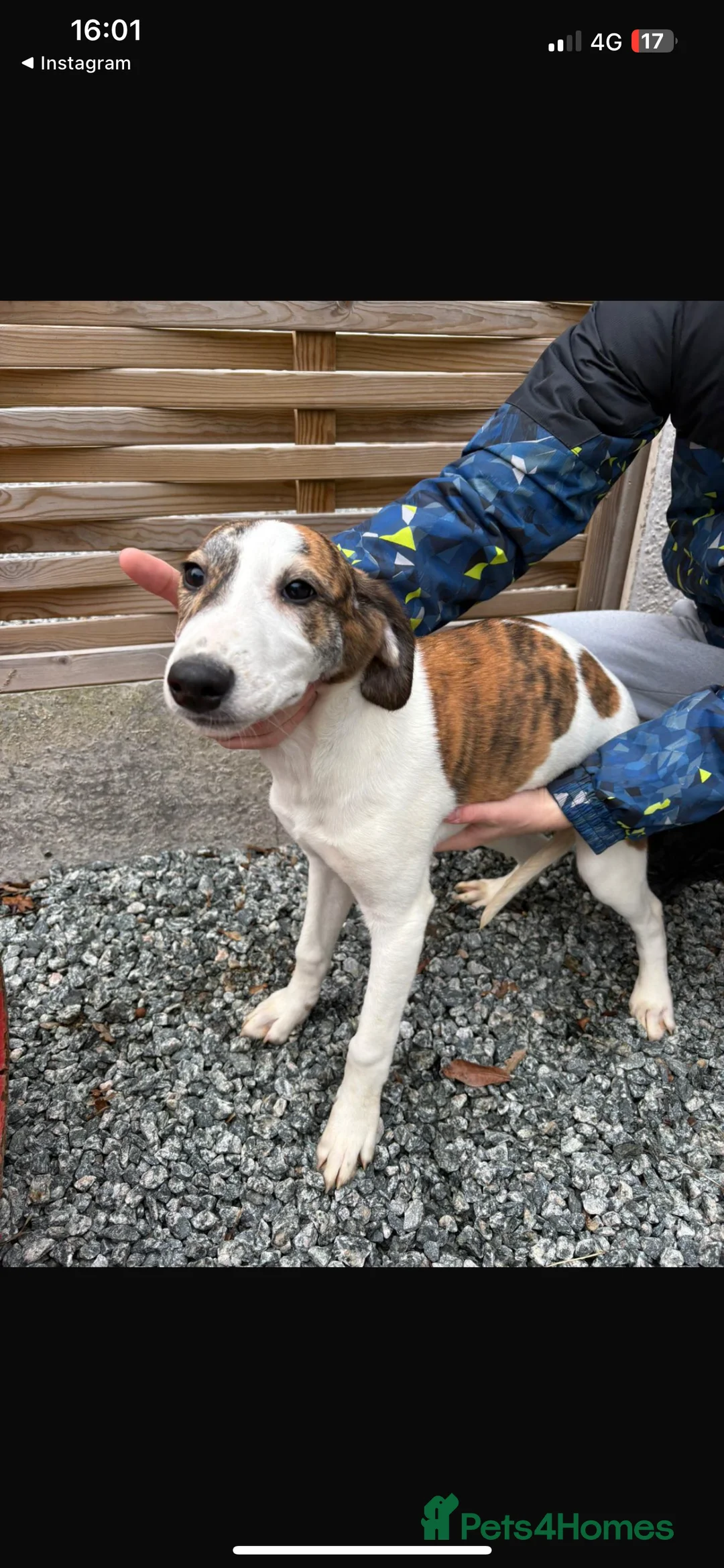 Mixed Breed dogs for sale: Saluki puppies  - Advert 7