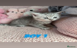 British Shorthair cats for sale: *stunning* silver tabby British short haired  - Image 11