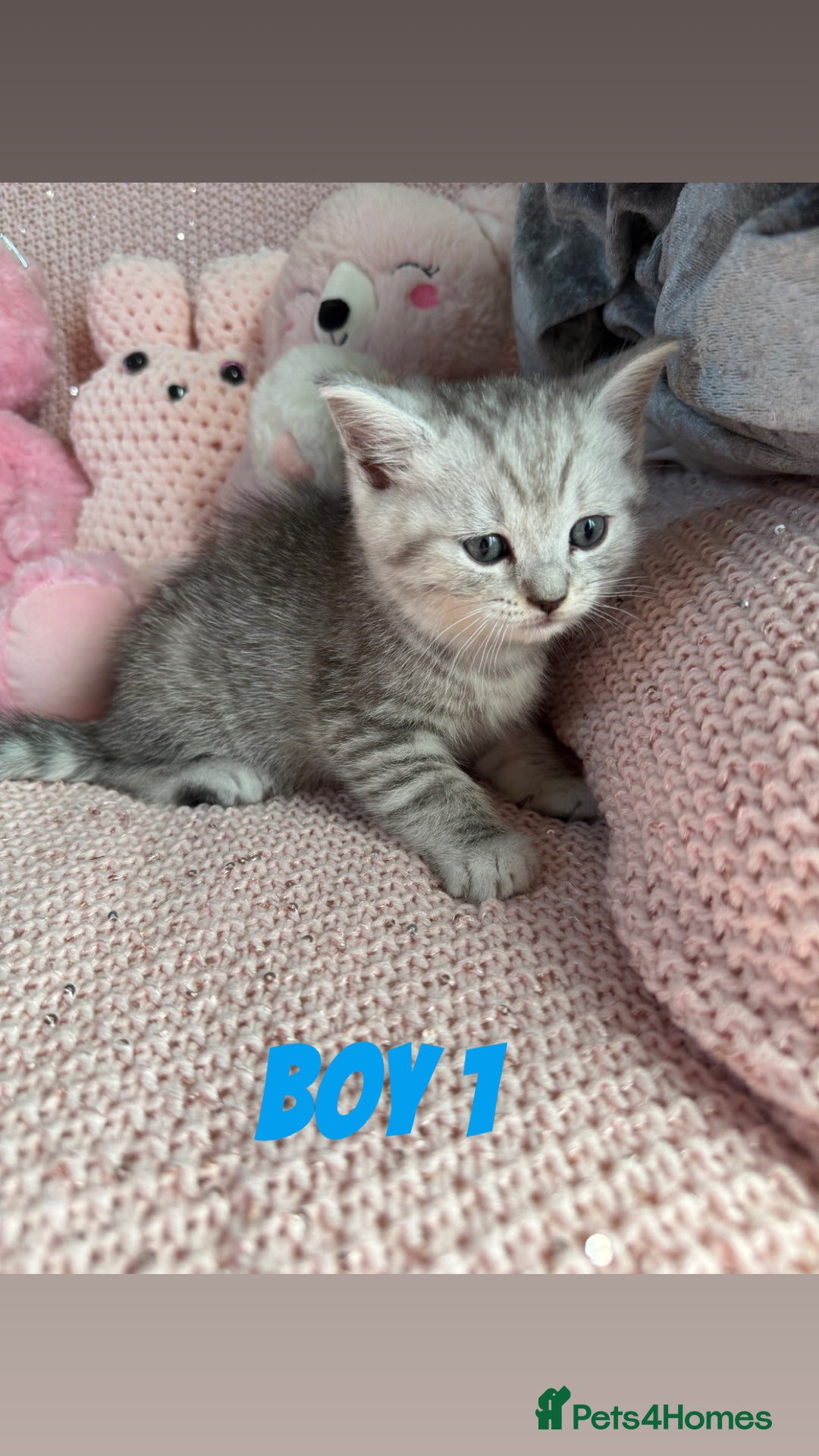 British Shorthair cats for sale: *stunning* silver tabby British short haired  - Image 11