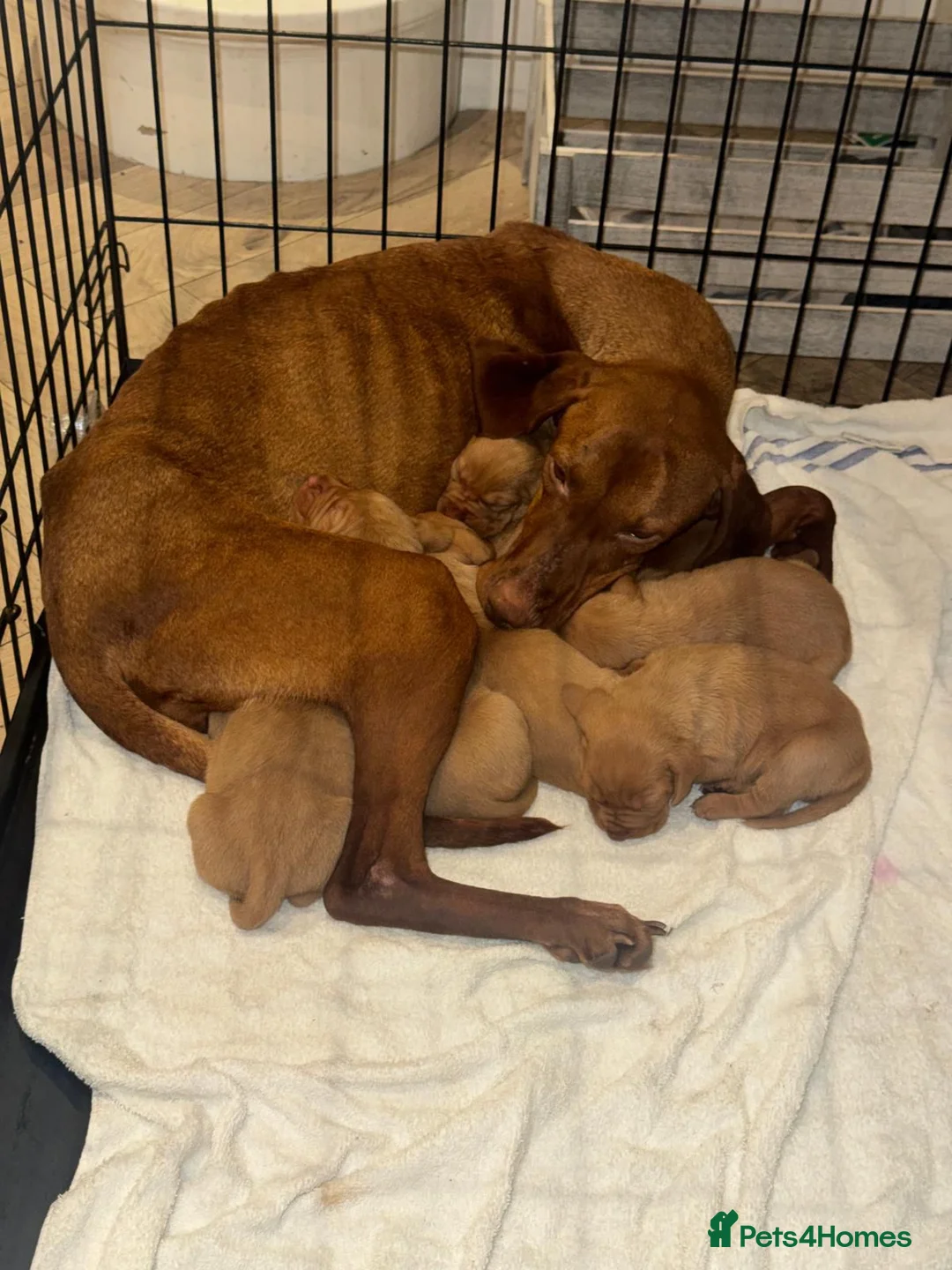 Hungarian Vizsla dogs for sale: Hungarian Vizsla KC Puppies excellent Pedigree - Advert 35