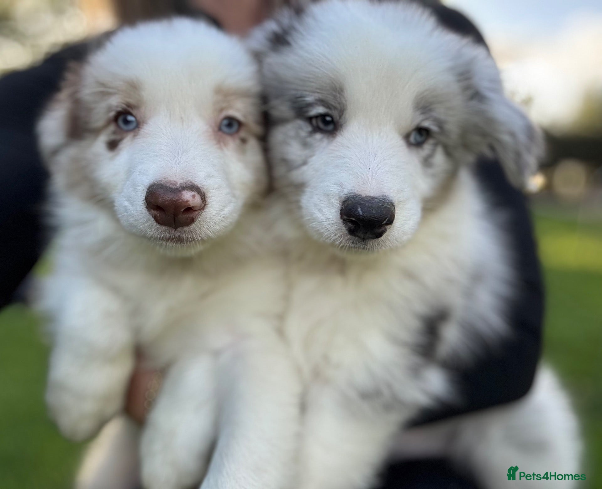 Border Collie dogs Kennel Club Reg Border Collie Puppies For Sale - Advert 1