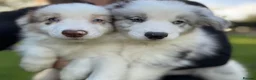 Border Collie dogs for sale: Kennel Club Reg Border Collie Puppies For Sale - Advert 3