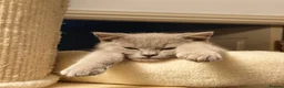 British Shorthair cats for sale: Four BSH kittens for sale - Advert 1