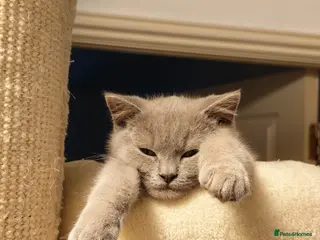 British Shorthair cats Only two boys left BSH kittens for sale - Advert 4