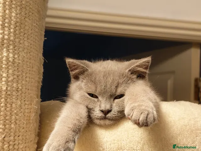 British Shorthair cats Only lilac boy left BSH kitten for sale - Advert 9