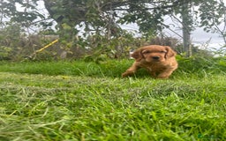 Mixed Breed dogs for sale: Rare Litter of Golden Irish puppies available  - Image 8