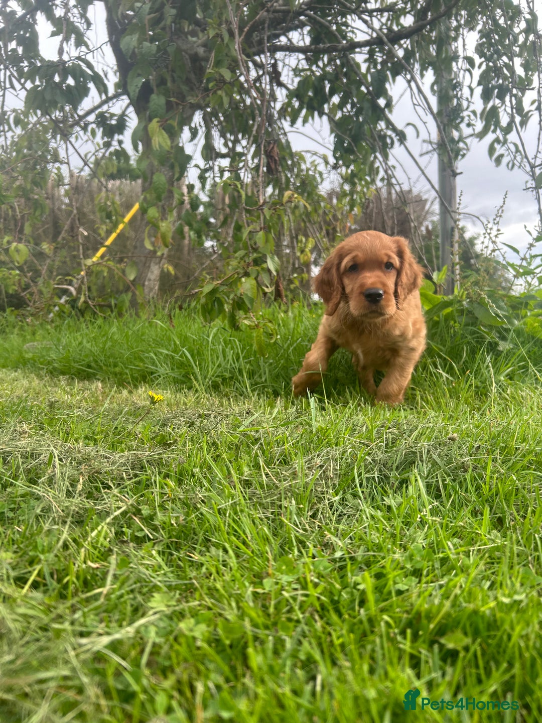 Mixed Breed dogs for sale: Rare Litter of Golden Irish puppies available  - Image 8