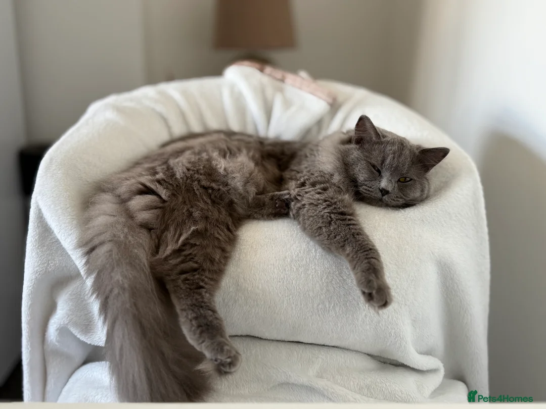 Mixed Breed cats for sale: Mixed Ragdoll & British long hair in Liverpool - Advert 2