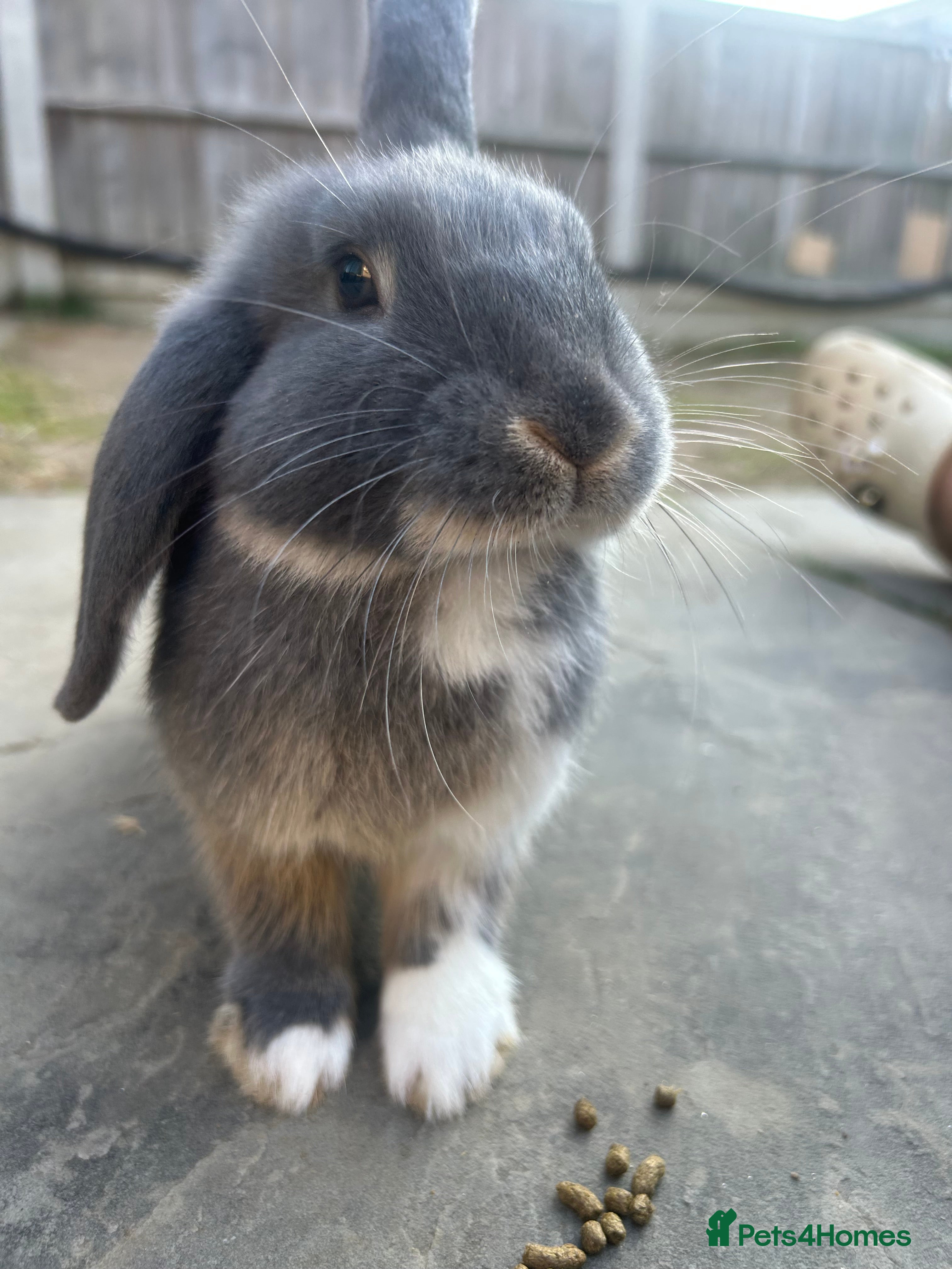 Dwarf Lop rabbits Male Drawf lop for sale   - Advert 9