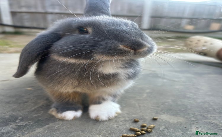 Dwarf Lop rabbits - Advert 1