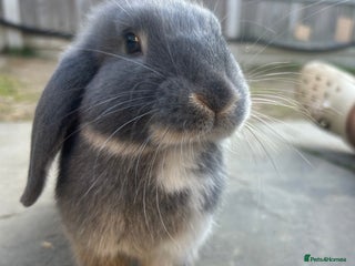 Dwarf Lop rabbits - Advert 1