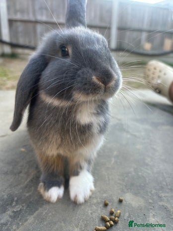 Dwarf Lop rabbits - Advert 1