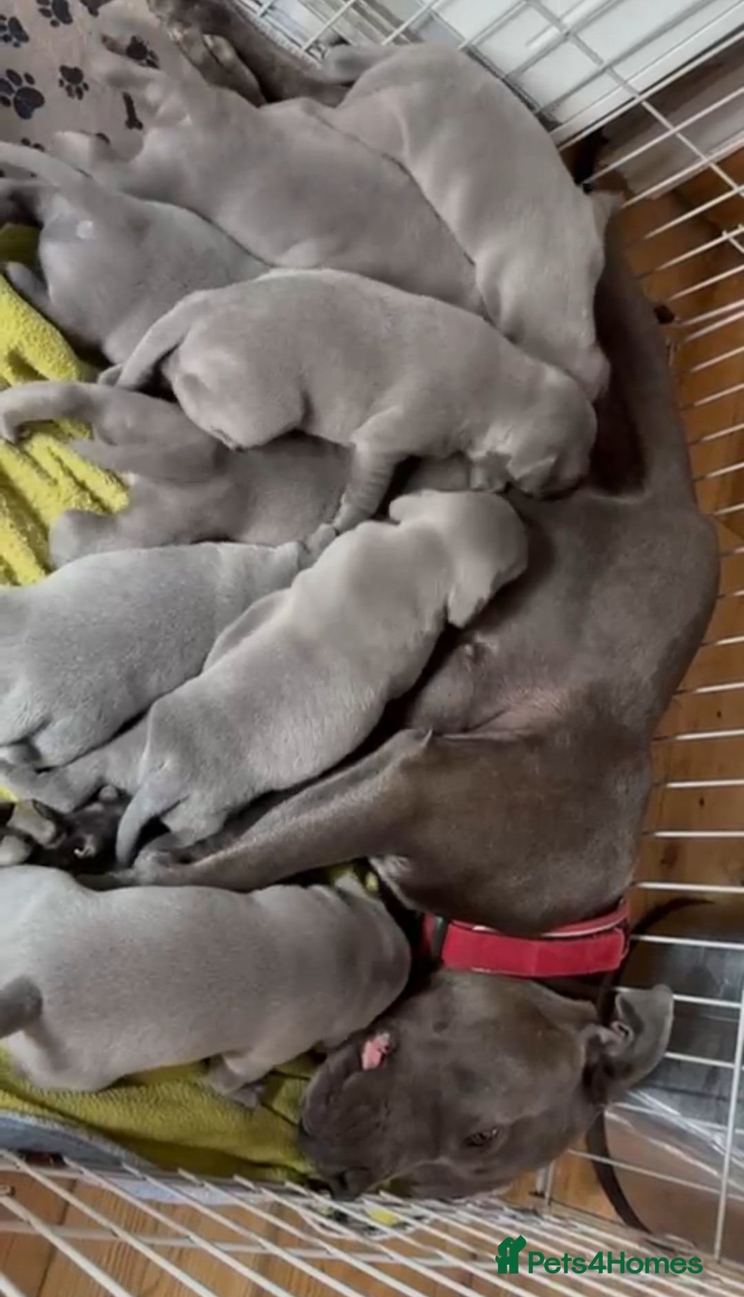 Staffordshire Bull Terrier dogs for sale: Adorable Blue Staffordshire Bull Terrier Puppies - Image 5
