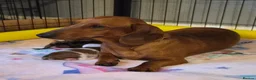Miniature Dachshund dogs for sale: Miniature Dachshunds (short-haired) - Advert 5