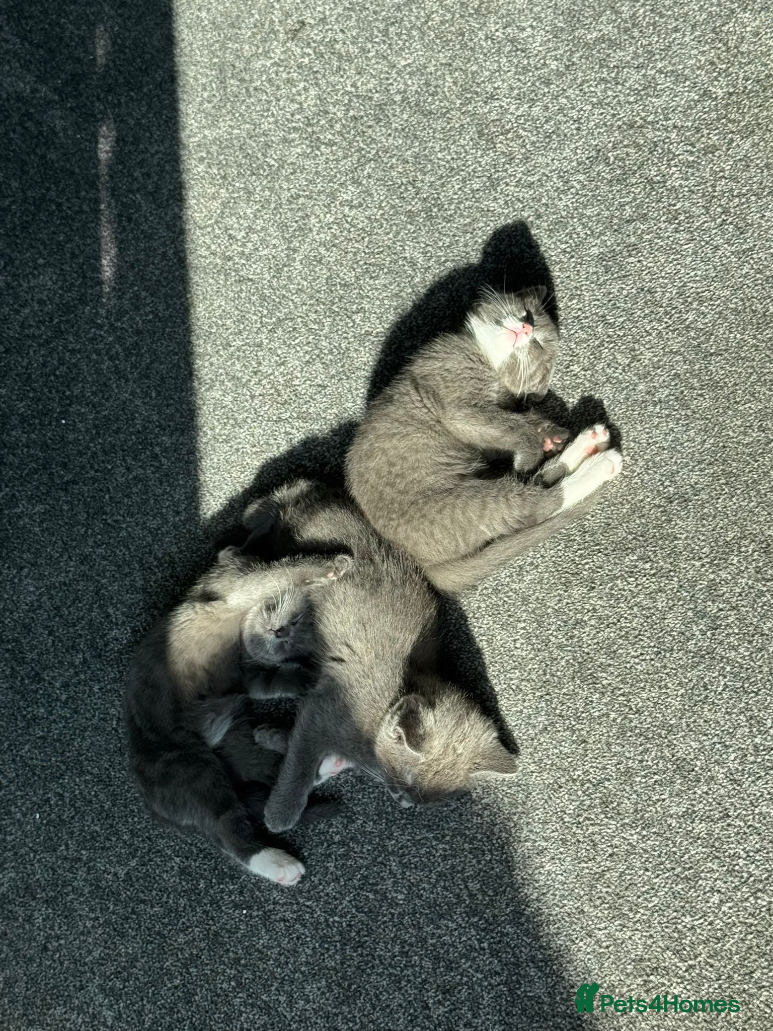 British Shorthair cats 2 Beautiful British shorthairs - rehoming - Advert 4