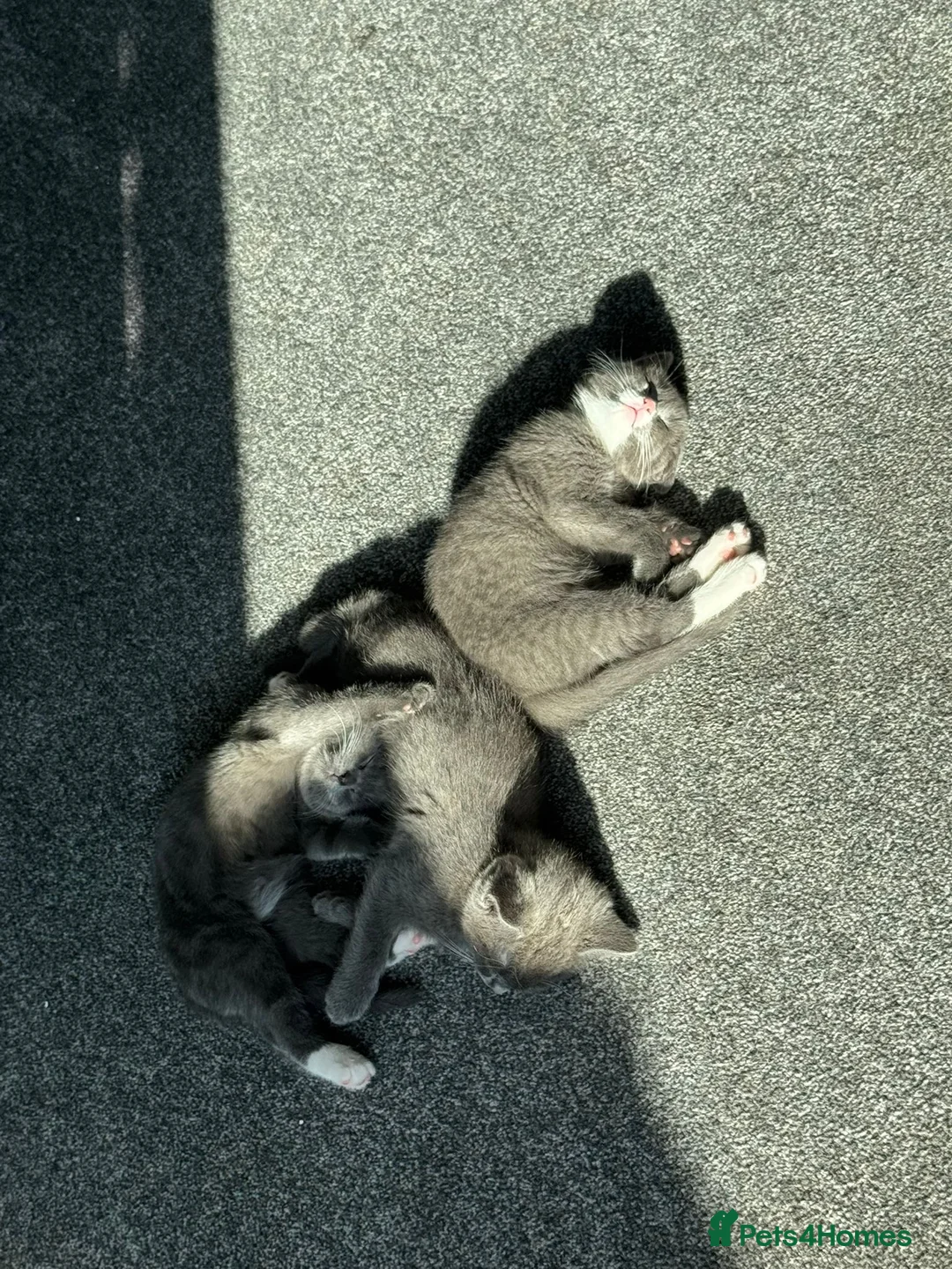 British Shorthair cats for sale: 2 Beautiful British shorthairs - rehoming in London - Advert 1