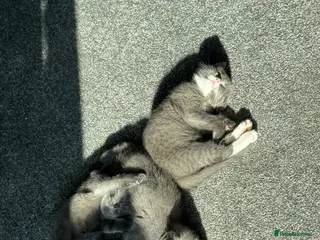 British Shorthair cats 2 Beautiful British shorthairs - rehoming - Advert 11