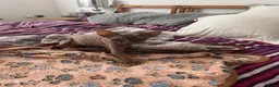 Sphynx cats for sale: Kitten in Rotherham - Advert 31