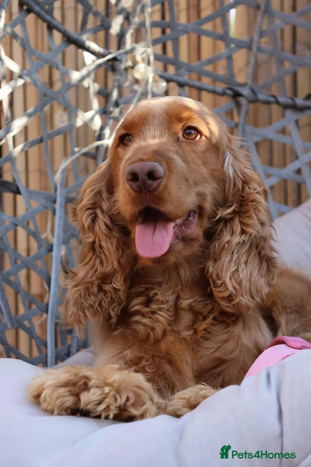 Cocker Spaniel dogs for sale: KC Registered Show Type Cocker Spaniel Puppies  - Advert 2