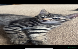 Mixed Breed cats for sale: Two male kittens for sale  - Image 7