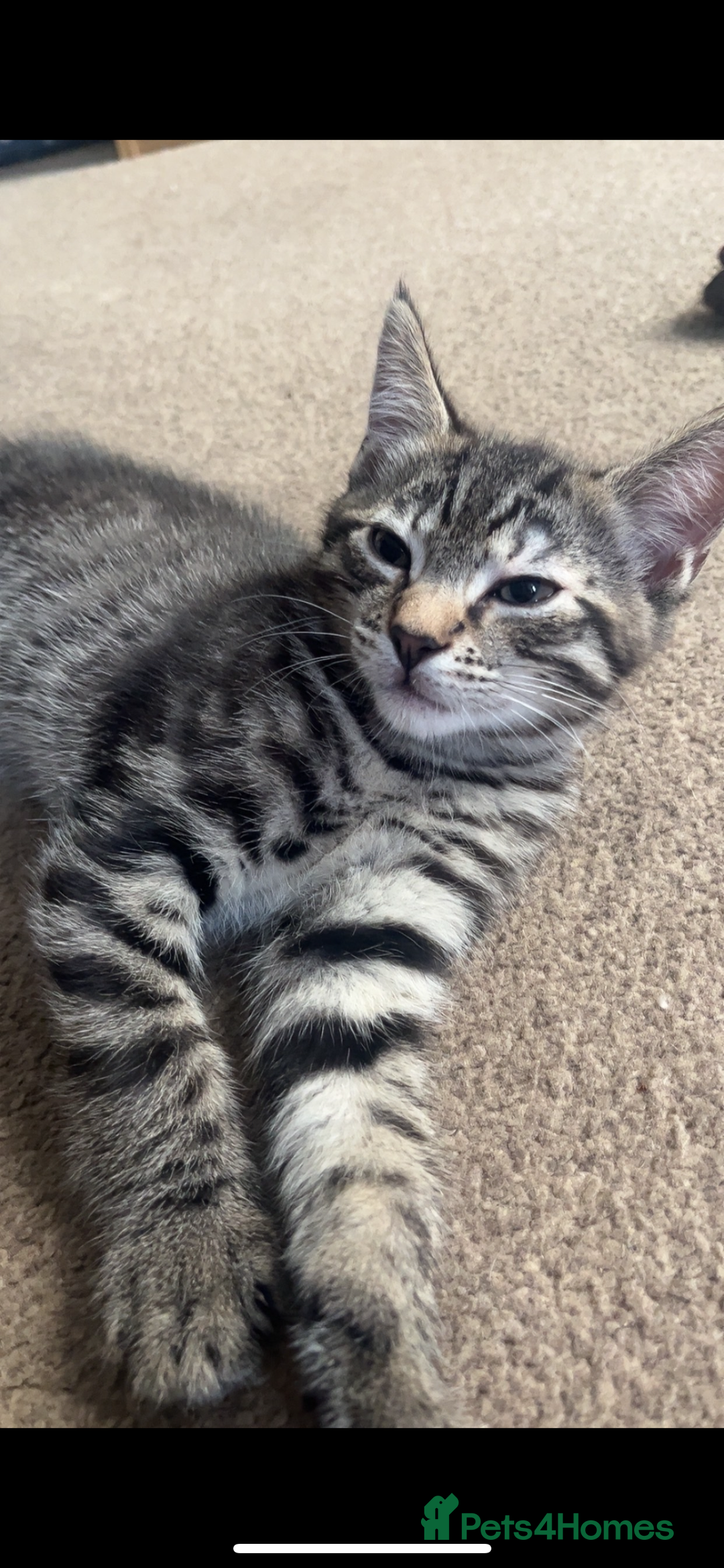 Mixed Breed cats for sale: Two male kittens for sale  - Image 7