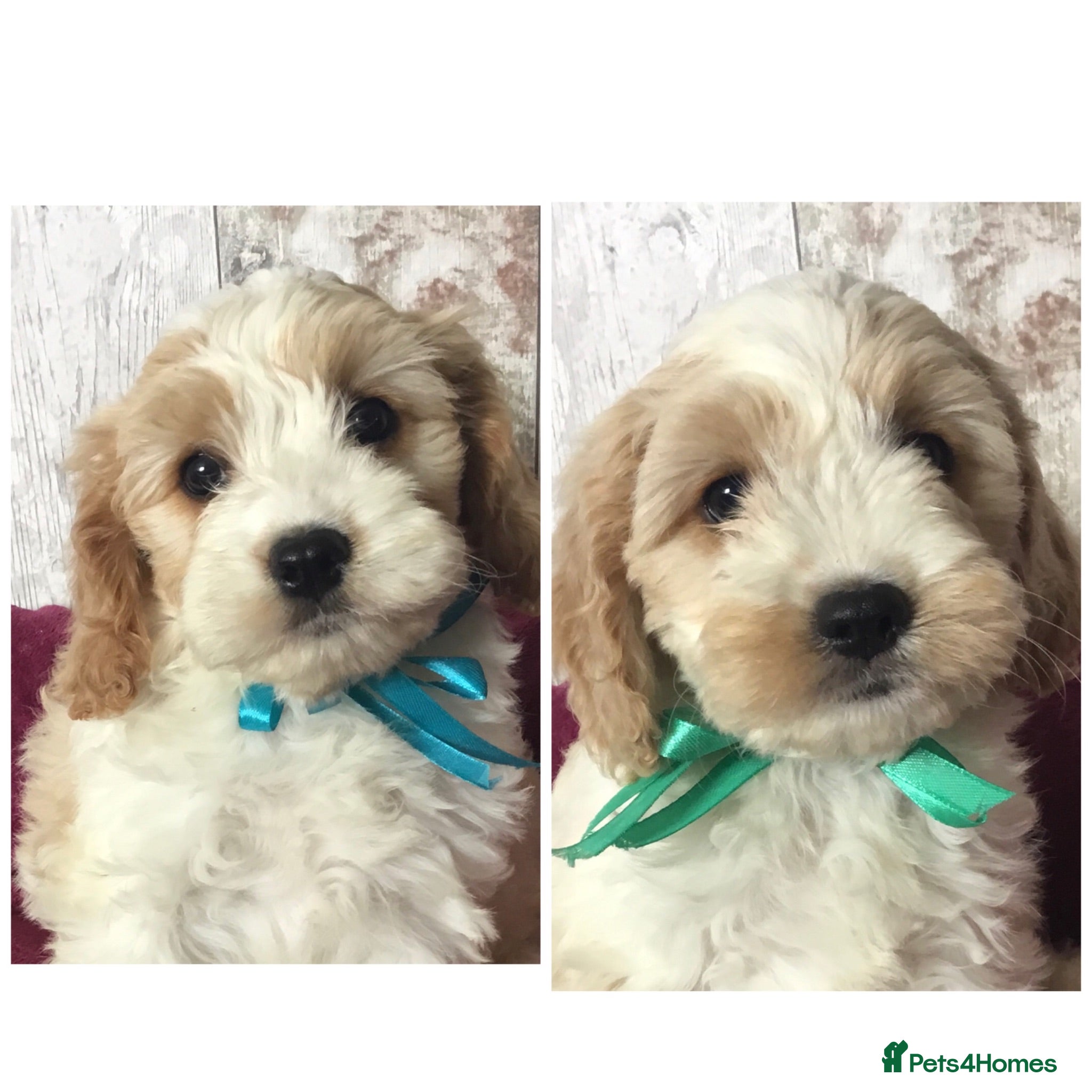 Cavapoo dogs Adorable Cockalierpoo pups ( so cute) - Advert 1