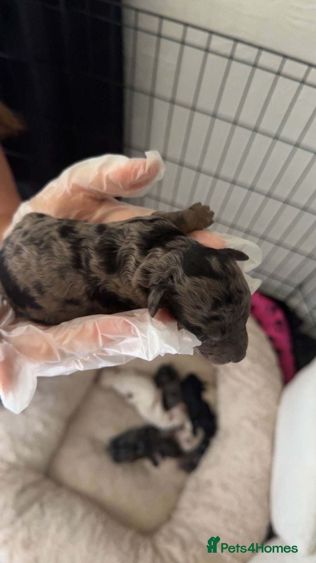 Mixed Breed dogs for sale: Cavapoochon X cockapoo puppies - Image 9
