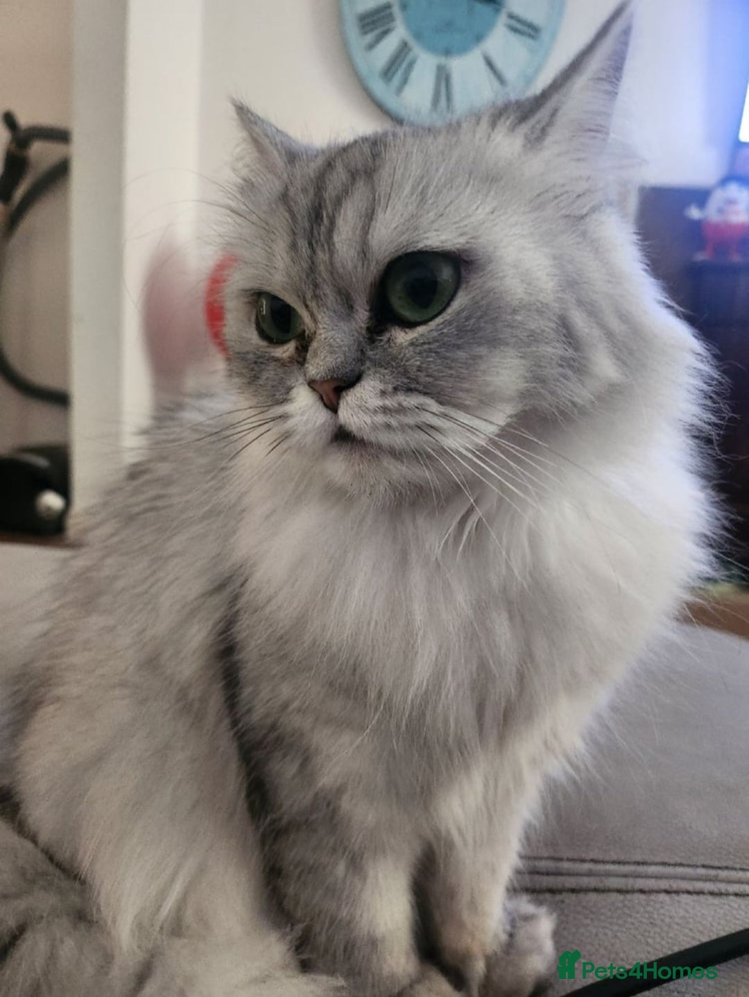 British Longhair cats for sale: Chinchilla cat - Image 7