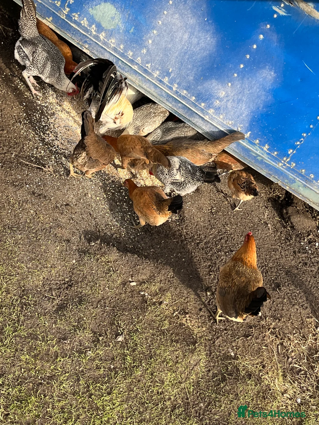 Chickens poultry for sale: mixed game birds  - Advert 6