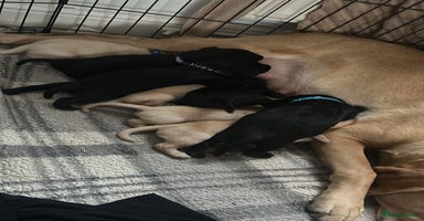 Labrador Retriever dogs 9 Adorable Labrador Puppies! - Advert 1