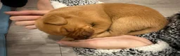 Labrador Retriever dogs for sale: Golden Labradors puppies  - Advert 5