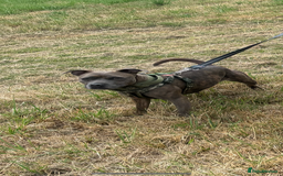 Staffordshire Bull Terrier dogs for sale: Staffordshire female for sale - Image 3
