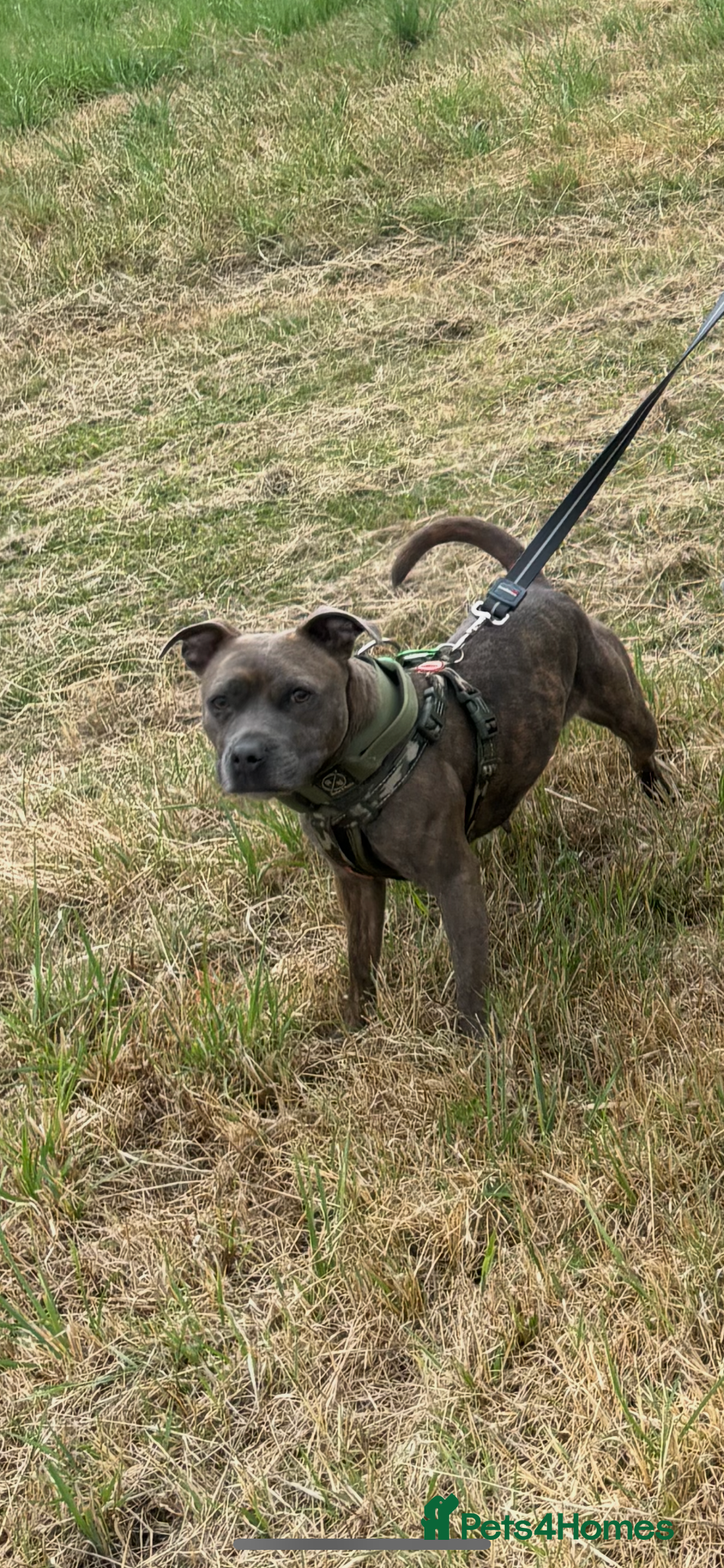 Staffordshire Bull Terrier dogs for sale: Staffordshire female for sale - Image 3